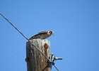 American Kestrel (48)