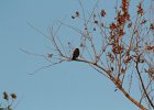 American Kestrel (6)