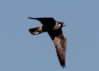 101Peregrine Falcon