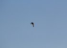 Peregrine  Falcon (1)