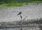 Peregrine  Falcon (19)