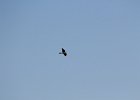 Peregrine  Falcon (2)