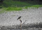 Peregrine  Falcon (20)