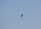 Peregrine  Falcon (3)