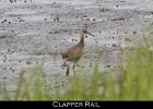 023 - 245 Clapper Rail
