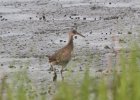 101Clapper Rail
