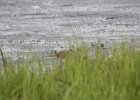 Clapper Rail (1)