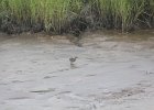 Clapper Rail (11)