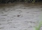 Clapper Rail (14)