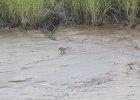 Clapper Rail (15)