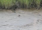 Clapper Rail (16)