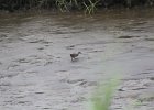 Clapper Rail (17)