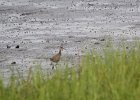 Clapper Rail (3)