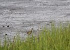 Clapper Rail (4)