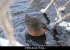 023 - 247 Virginia Rail