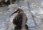 103Virginia Rail
