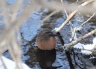 Virginia Rail (1)