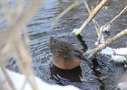 Virginia Rail (10)