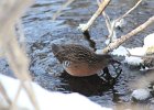 Virginia Rail (11)
