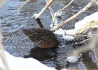 Virginia Rail (12)