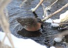 Virginia Rail (13)