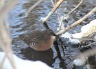Virginia Rail (14)