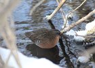 Virginia Rail (15)