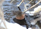 Virginia Rail (16)
