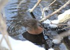 Virginia Rail (17)