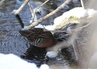 Virginia Rail (18)