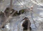Virginia Rail (22)