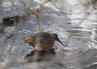 Virginia Rail (27)
