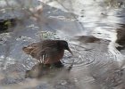 Virginia Rail (28)
