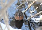 Virginia Rail (3)