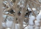 Virginia Rail (37)