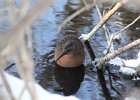 Virginia Rail (4)