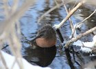 Virginia Rail (5)