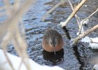 Virginia Rail (7)