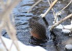 Virginia Rail (8)