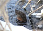 Virginia Rail (9)
