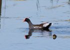 101Common Gallinule