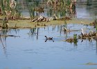 Common Gallinule (1)