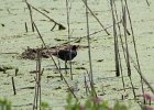 Common Gallinule (16)