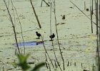 Common Gallinule (17)