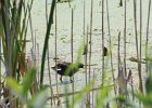 Common Gallinule (19)