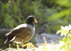 Common Gallinule (21)