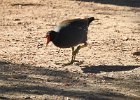 Common Gallinule (22)