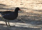 Common Gallinule (23)