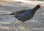 Common Gallinule (24)