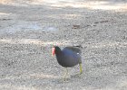 Common Gallinule (25)